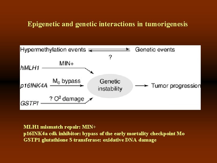 Epigenetic and genetic interactions in tumorigenesis MLH 1 mismatch repair: MIN+ p 16 INK