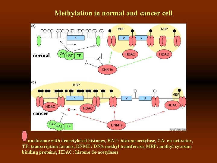 Methylation in normal and cancer cell normal cancer nuclosome with deacetylated histones, HAT: histone