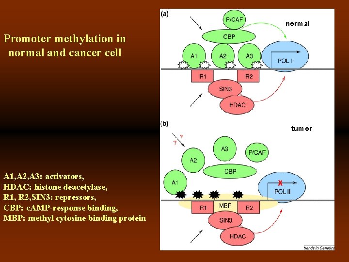 normal Promoter methylation in normal and cancer cell tumor A 1, A 2, A