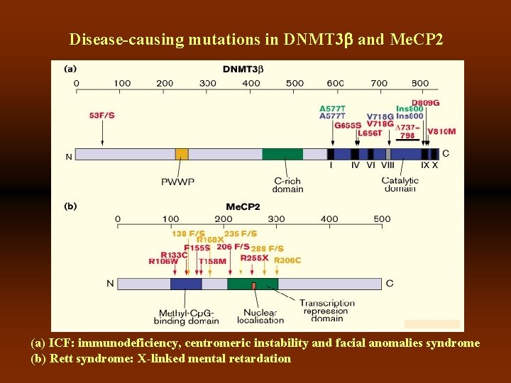 Disease-causing mutations in DNMT 3 b and Me. CP 2 Rett syndrome (a) ICF: