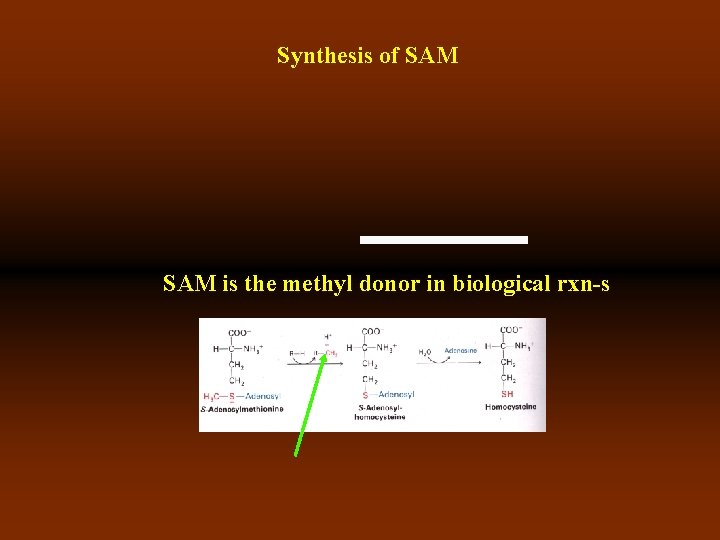 Synthesis of SAM is the methyl donor in biological rxn-s 