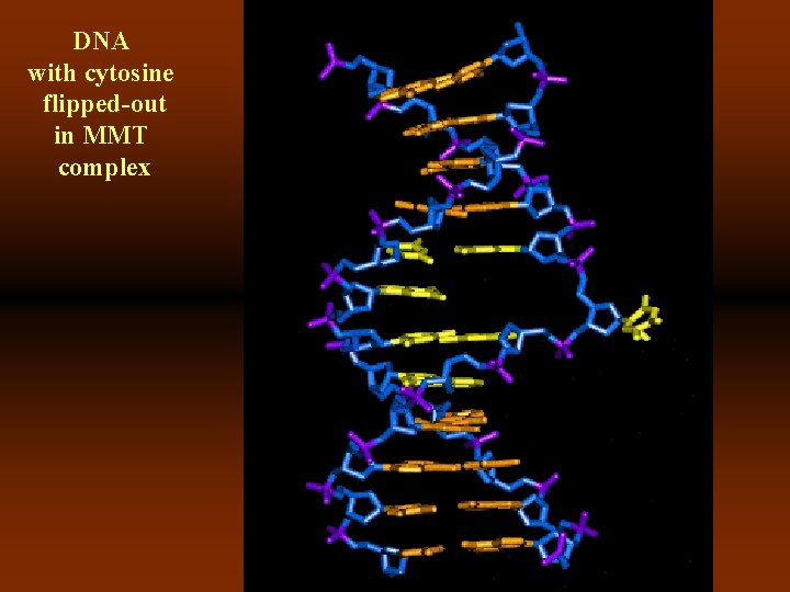 DNA with cytosine flipped-out in MMT complex 