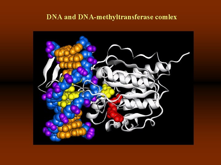 DNA and DNA-methyltransferase comlex 