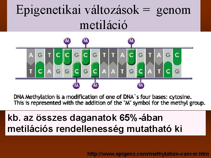 Epigenetikai változások = genom metiláció kb. az összes daganatok 65%-ában metilációs rendellenesség mutatható ki