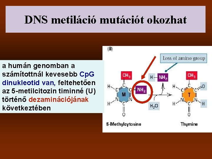 DNS metiláció mutációt okozhat a humán genomban a számítottnál kevesebb Cp. G dinukleotid van,