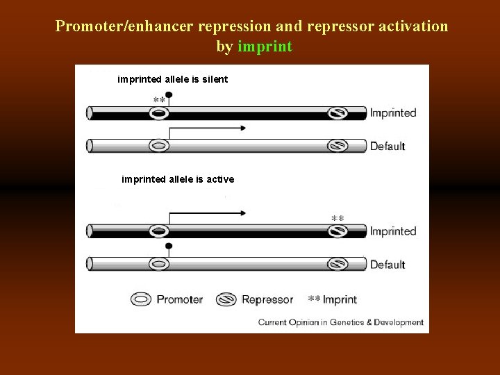 Promoter/enhancer repression and repressor activation by imprinted allele is silent imprinted allele is active