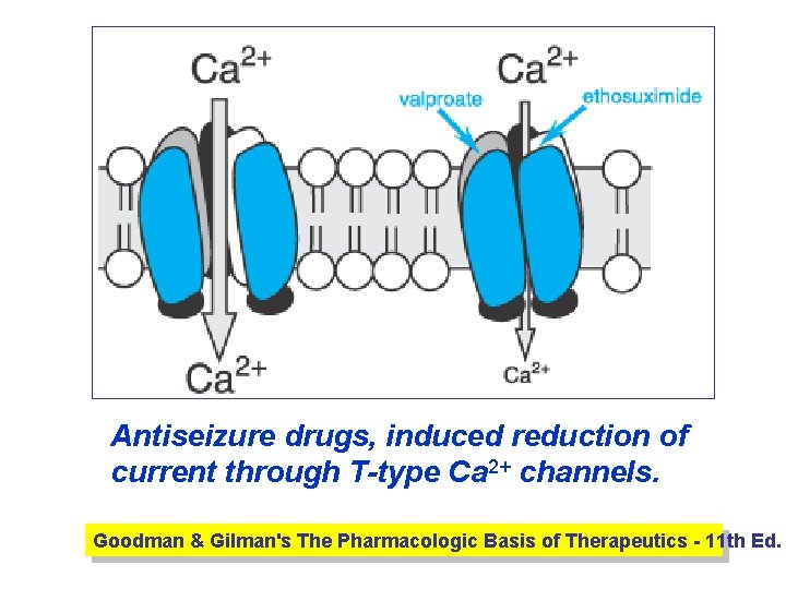 Antiseizure drugs, induced reduction of current through T-type Ca 2+ channels. Goodman & Gilman's