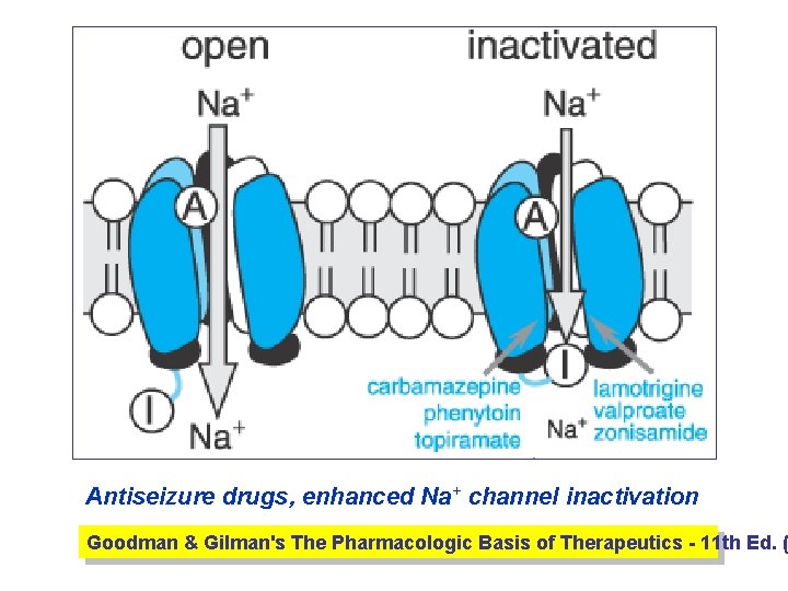 Antiseizure drugs, enhanced Na+ channel inactivation Goodman & Gilman's The Pharmacologic Basis of Therapeutics