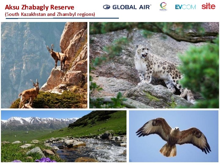 Aksu Zhabagly Reserve (South Kazakhstan and Zhambyl regions) 