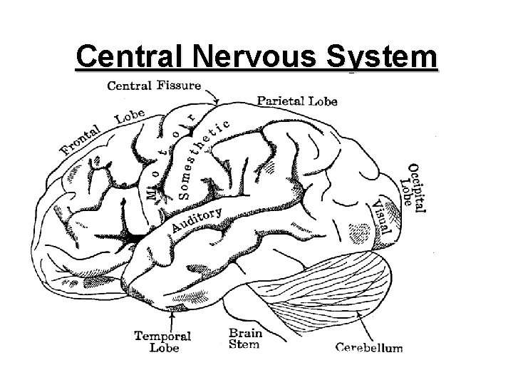 Central Nervous System 1 