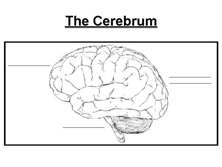 The Cerebrum 10 