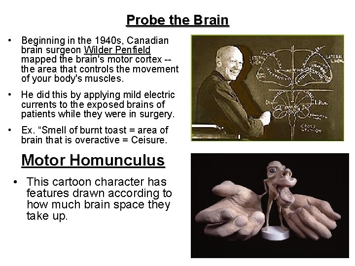 Probe the Brain • Beginning in the 1940 s, Canadian brain surgeon Wilder Penfield