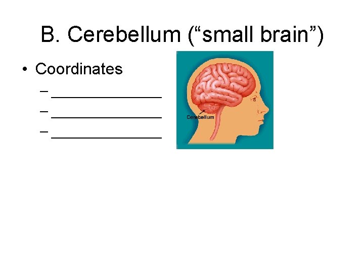 B. Cerebellum (“small brain”) • Coordinates – ______________ – _______ 13 