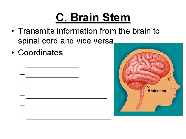 C. Brain Stem • Transmits information from the brain to spinal cord and vice
