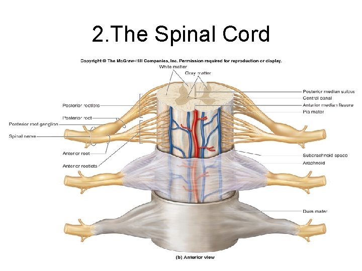 2. The Spinal Cord 16 