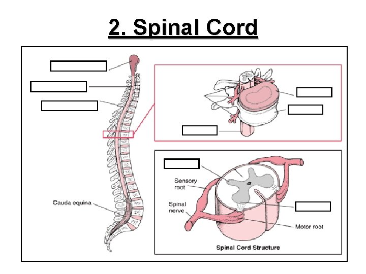 2. Spinal Cord 18 