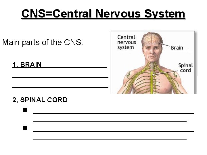 CNS=Central Nervous System Main parts of the CNS: 1, BRAIN_________________ 2, SPINAL CORD n