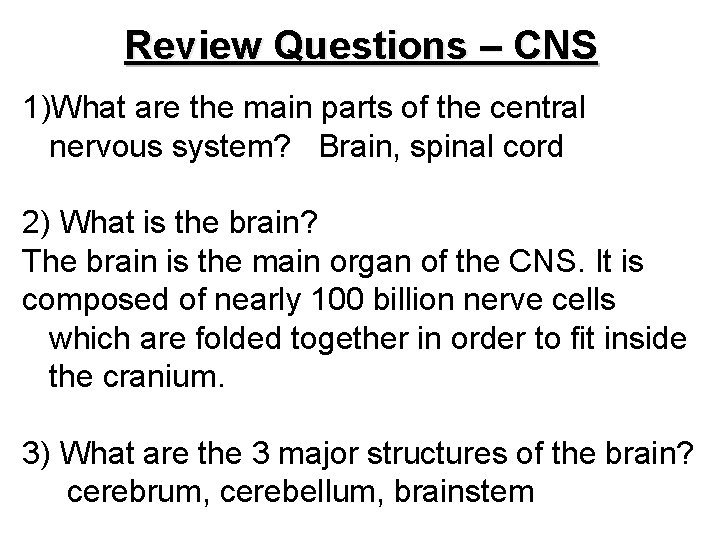 Review Questions – CNS 1)What are the main parts of the central nervous system?