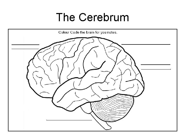 The Cerebrum 28 