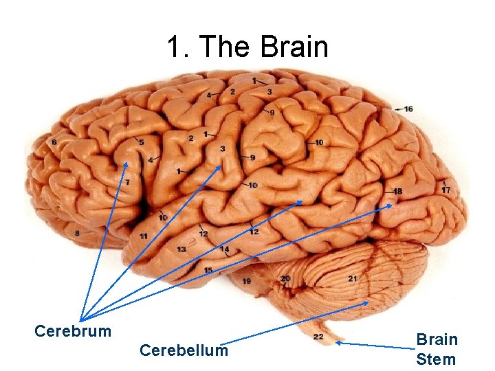 1. The Brain Cerebrum Cerebellum Brain 3 Stem 