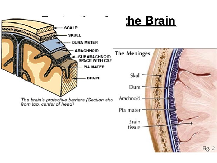 Protection for the Brain 4 