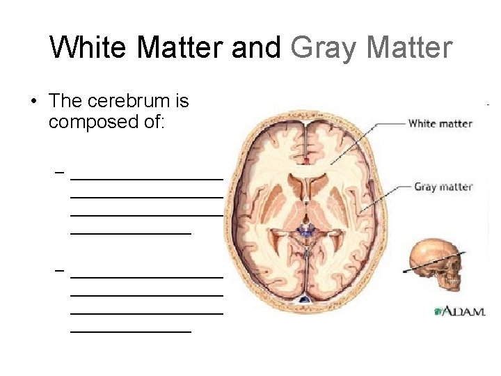 White Matter and Gray Matter • The cerebrum is composed of: – _________________ _________________