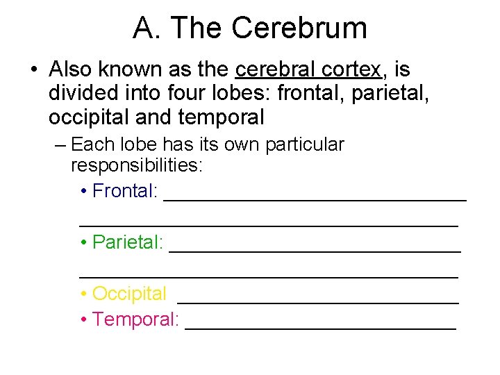 A. The Cerebrum • Also known as the cerebral cortex, is divided into four