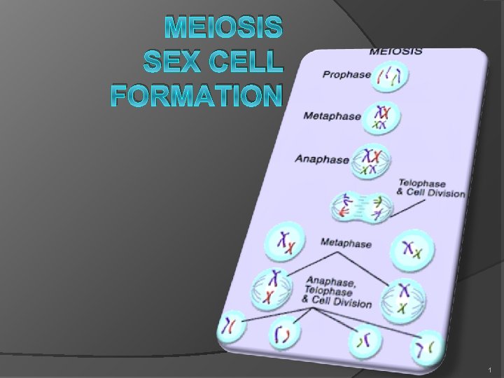 MEIOSIS SEX CELL FORMATION 1 