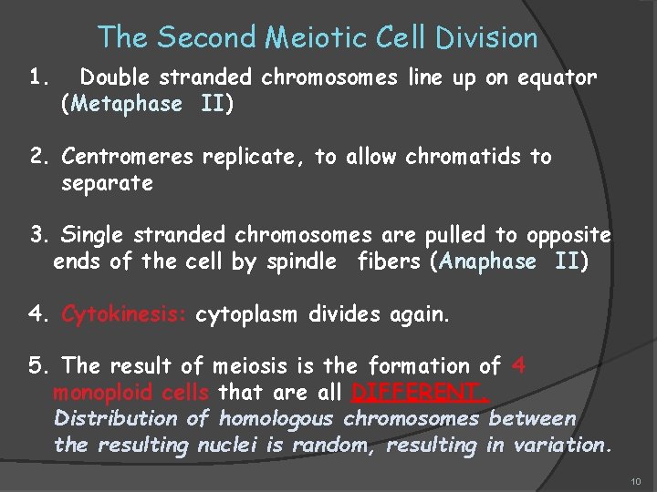 The Second Meiotic Cell Division 1. Double stranded chromosomes line up on equator (Metaphase