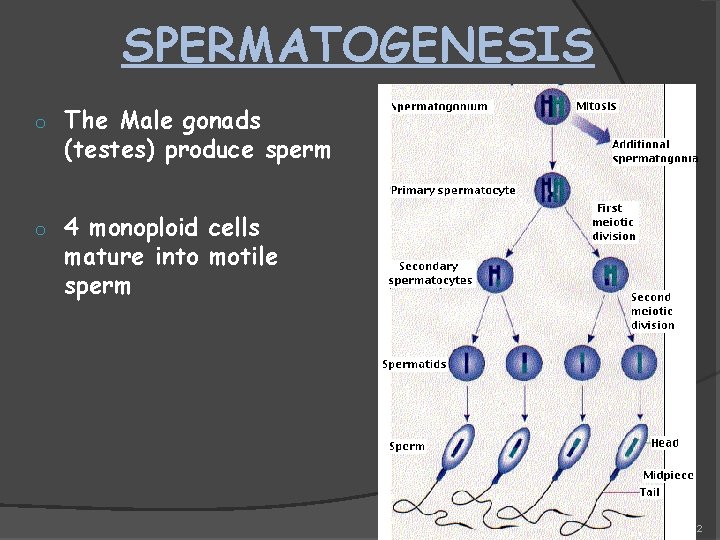 SPERMATOGENESIS o o The Male gonads (testes) produce sperm 4 monoploid cells mature into