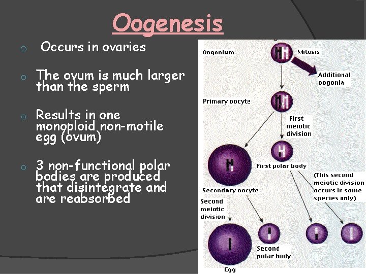 Oogenesis o o Occurs in ovaries The ovum is much larger than the sperm