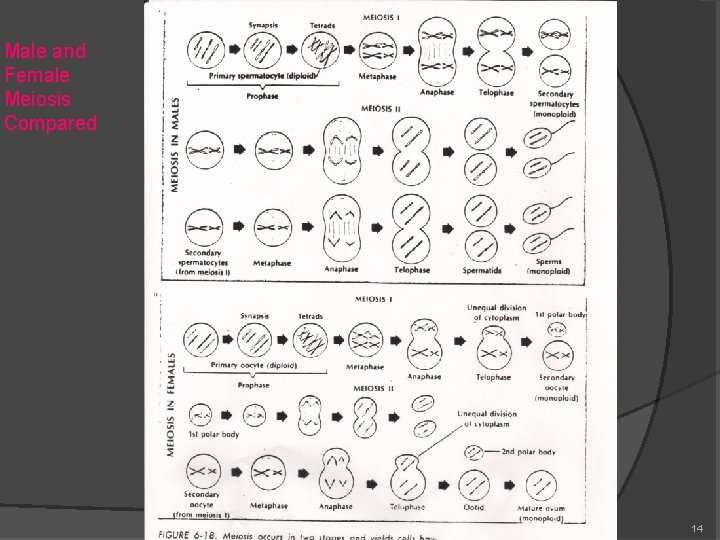 Male and Female Meiosis Compared 14 
