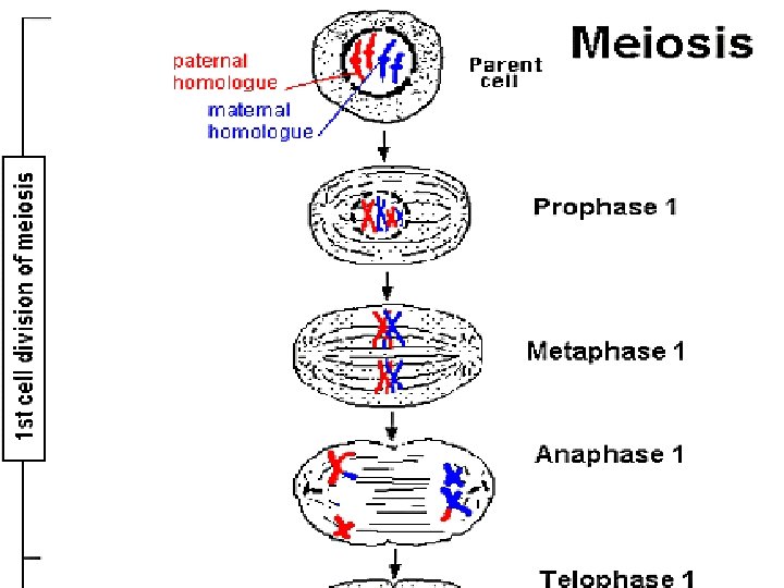 eiosis diagram 1 15 