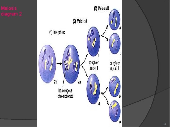 Meiosis diagram 2 16 