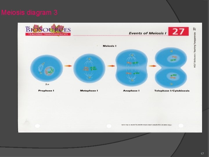 Meiosis diagram 3 17 