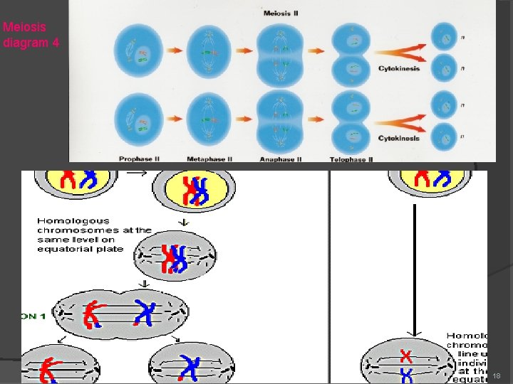Meiosis diagram 4 18 