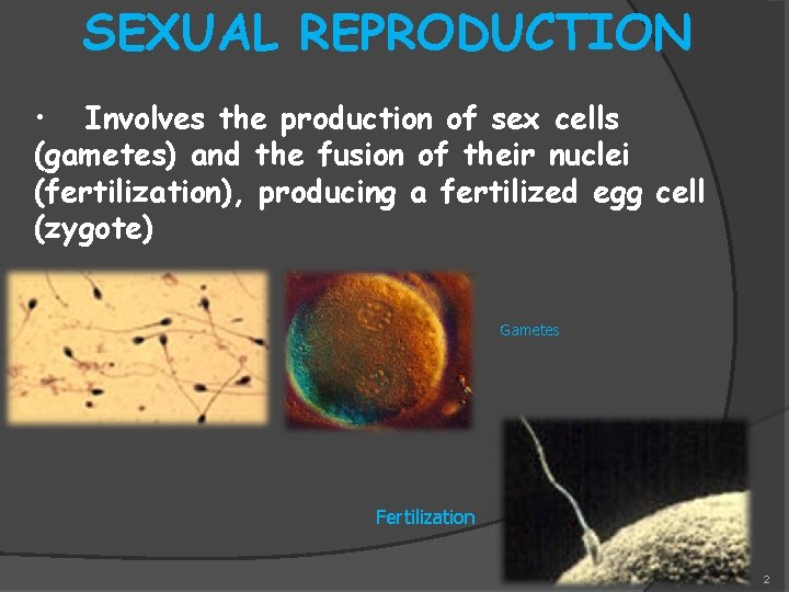SEXUAL REPRODUCTION • Involves the production of sex cells (gametes) and the fusion of