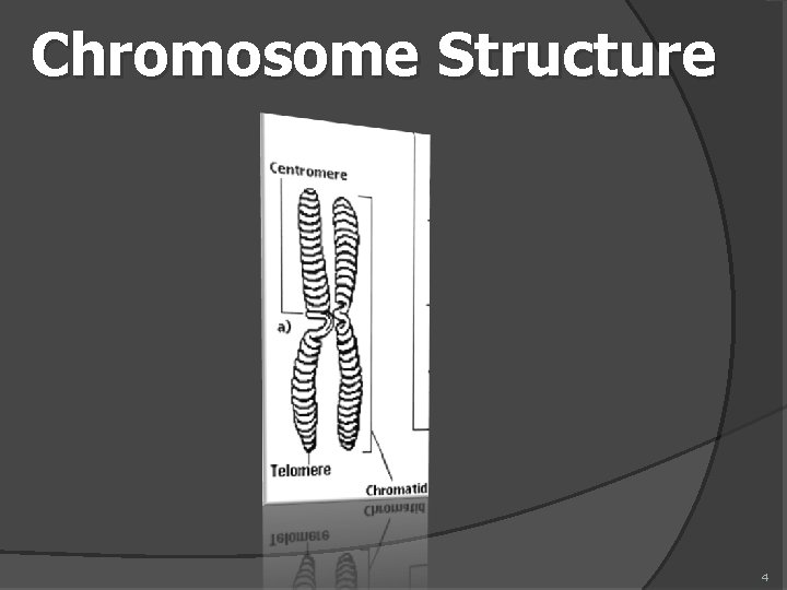 Chromosome Structure 4 