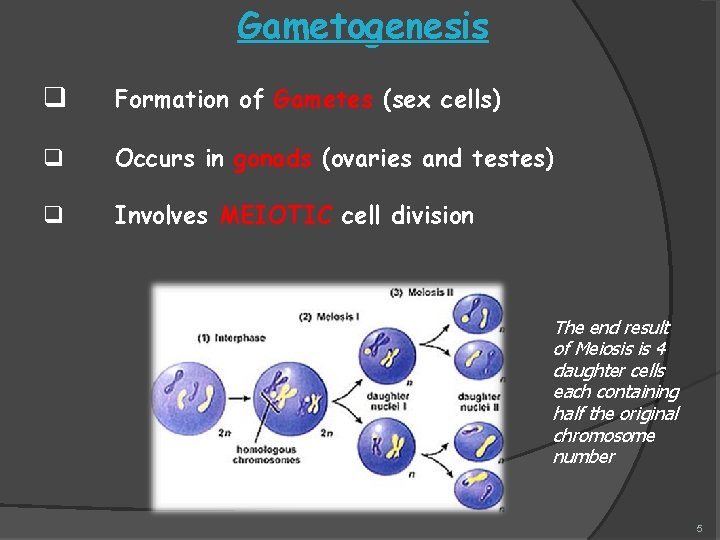 Gametogenesis q Formation of Gametes (sex cells) q Occurs in gonads (ovaries and testes)