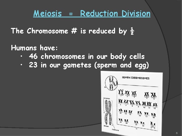 Meiosis = Reduction Division The Chromosome # is reduced by ½ Humans have: •