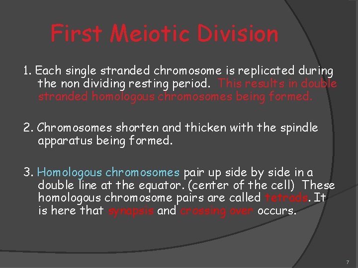 First Meiotic Division 1. Each single stranded chromosome is replicated during the non dividing
