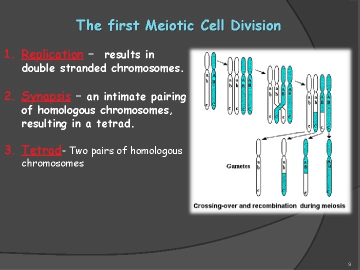 The first Meiotic Cell Division 1. Replication – results in double stranded chromosomes. 2.