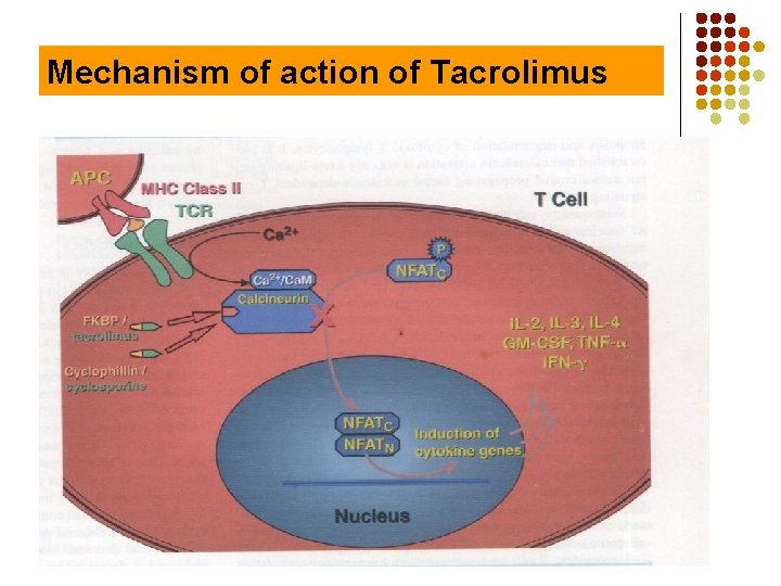 Mechanism of action of Tacrolimus 