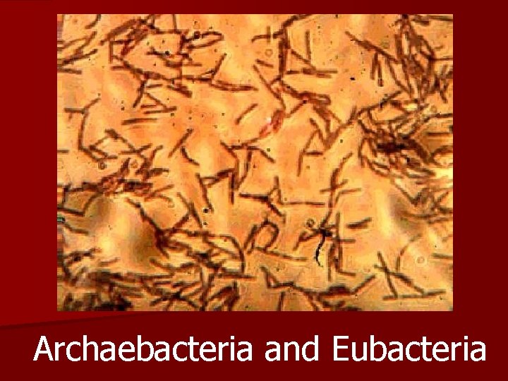 Archaebacteria and Eubacteria 