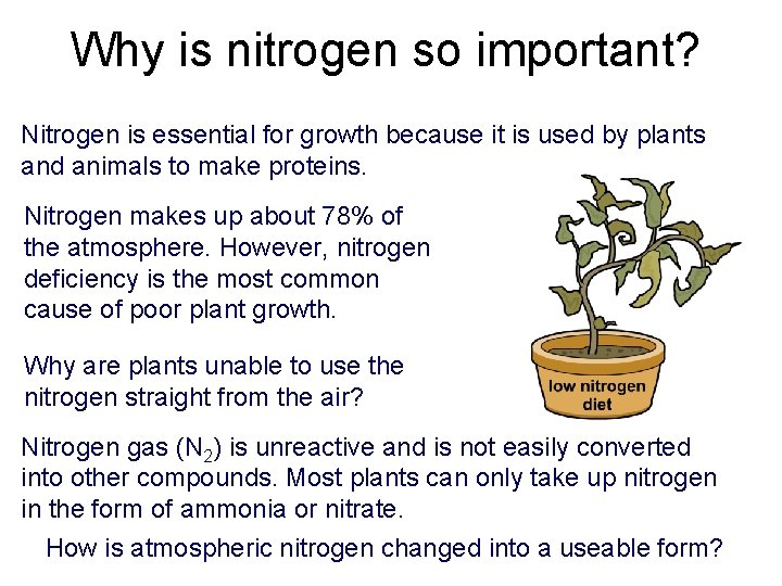 Why is nitrogen so important? Nitrogen is essential for growth because it is used