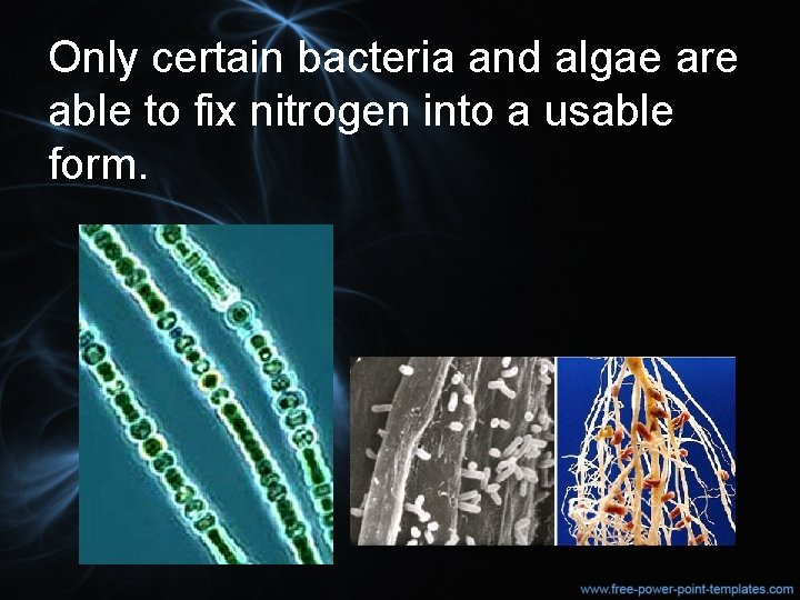 Only certain bacteria and algae are able to fix nitrogen into a usable form.