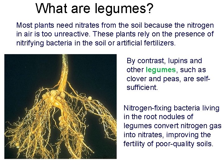 What are legumes? Most plants need nitrates from the soil because the nitrogen in