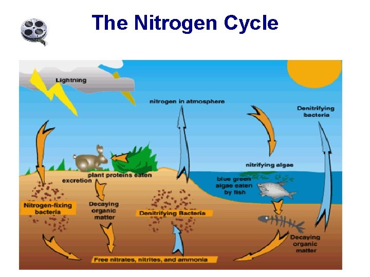 The Nitrogen Cycle 