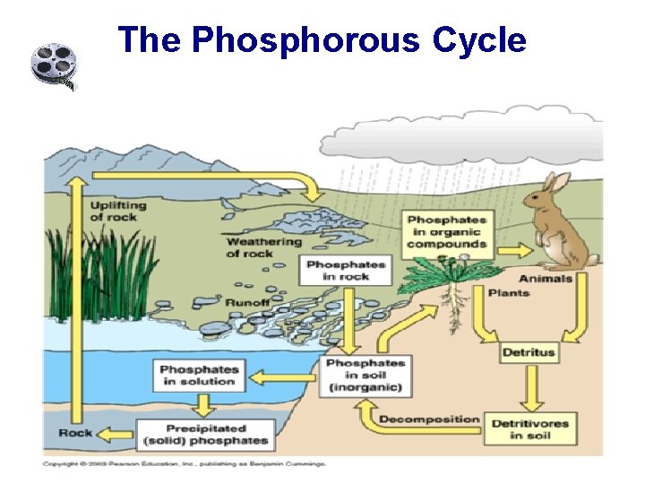 The Phosphorous Cycle 