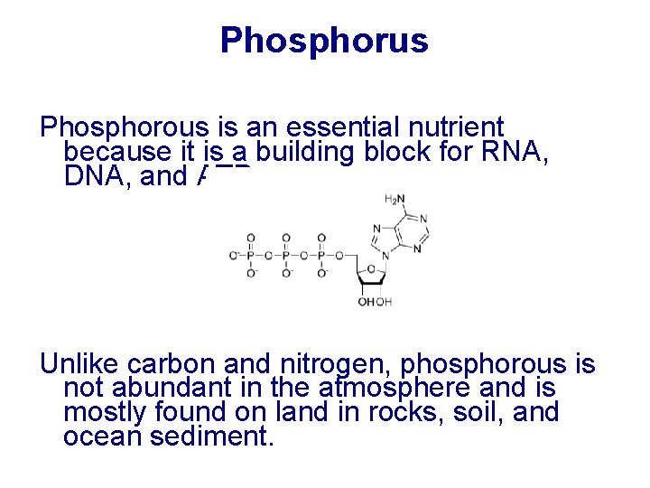 Phosphorus Phosphorous is an essential nutrient because it is a building block for RNA,